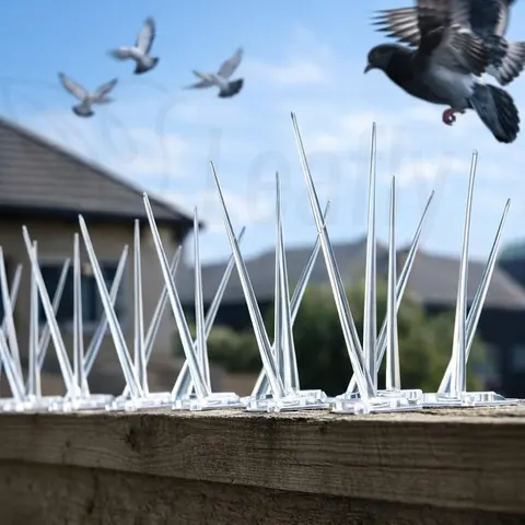 Anti-Bird Spikes Installed on Parapet