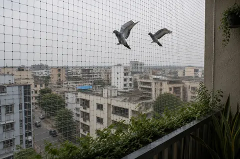 Pigeon Control Netting Installed
